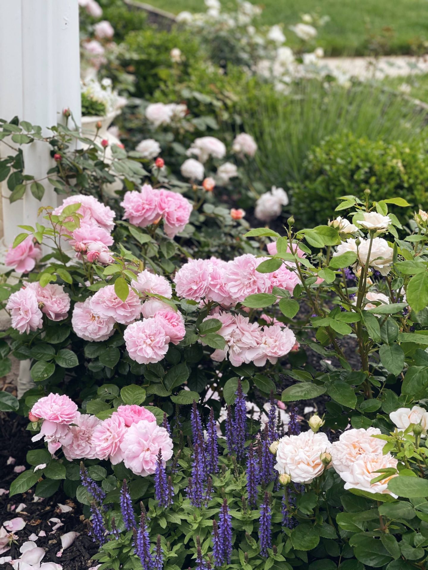 My David Austin Rose Garden